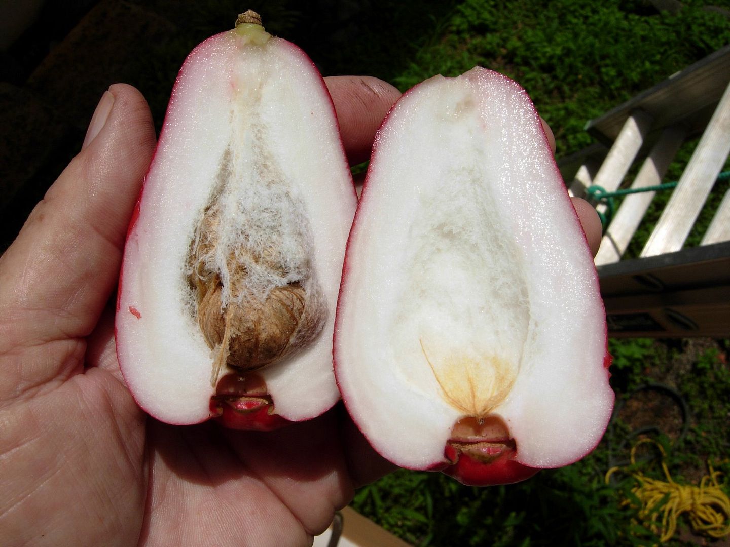 Polynesian Produce Stand (3)RED Mountain Apple Fruit Tree Syzygium